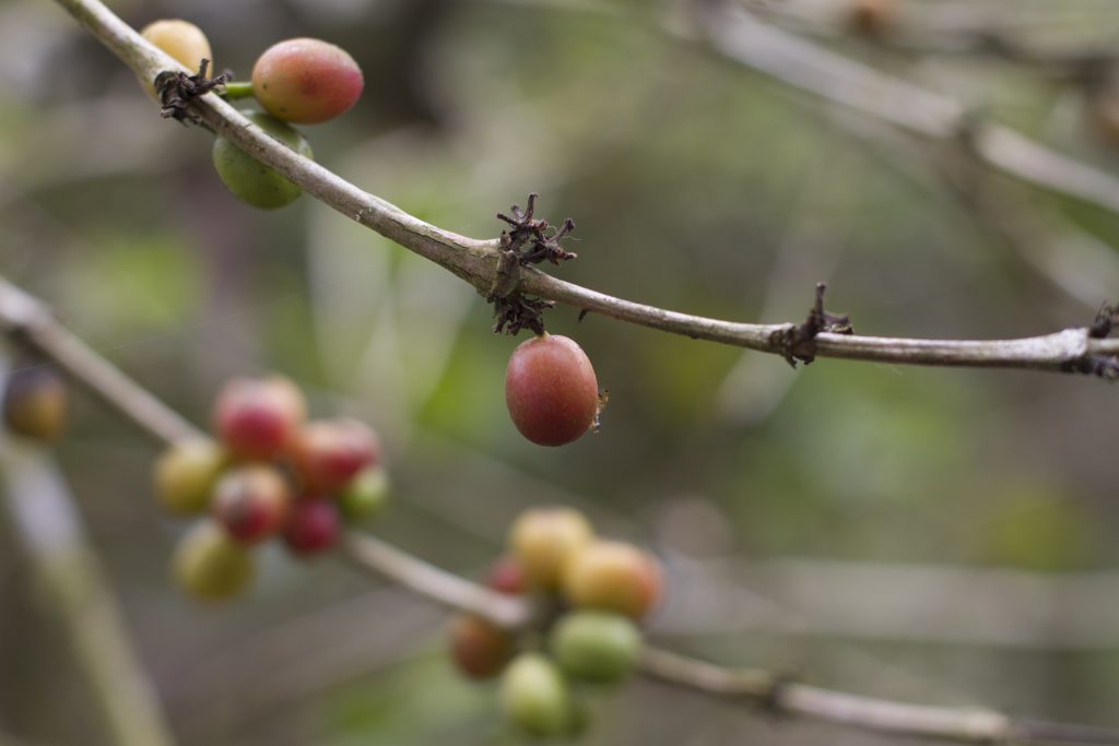 Isveglio – The Secret of Ecuadorian Coffee